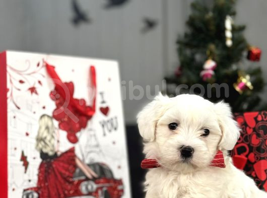 Orji̇nal Maltese Bebekler görsel