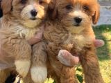 Dünya tatlısı maltipoo yavrularımız