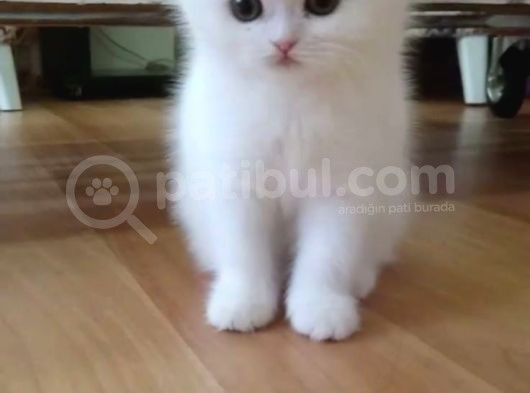 Üst Kali̇te Scotti̇sh Fold Yavrular görsel
