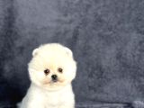 Pomeranian Yavrularımız
