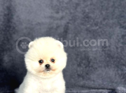 Pomeranian Yavrularımız görsel