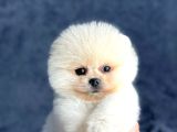 Pomeranian Yavrularımız