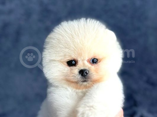 Pomeranian Yavrularımız