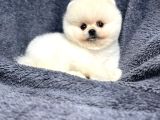 Pomeranian Yavrularımız