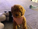 Yavru Sevimli Toy Poodle