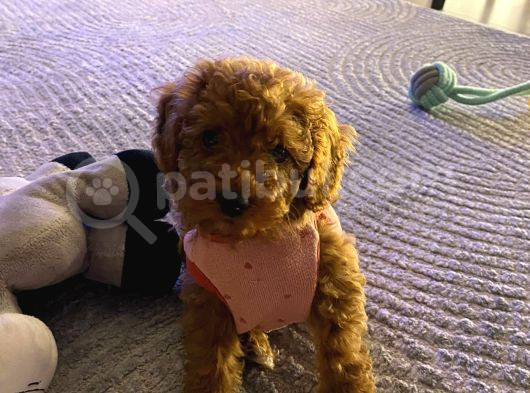 Yavru Sevimli Toy Poodle