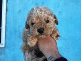 Sağlık ve ırk garantili maltipoo yavruları
