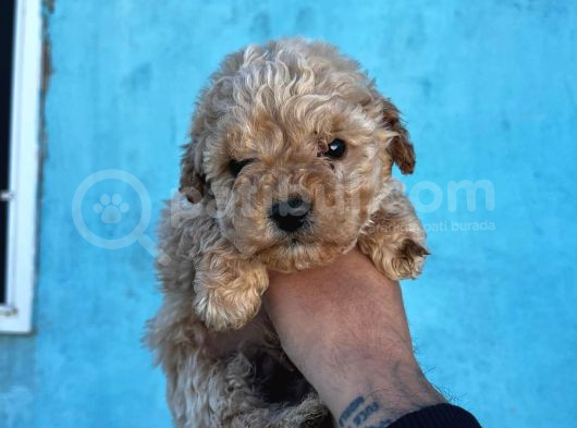 Sağlık Ve Irk Garantili Maltipoo Yavruları