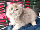 British Longhair AY11 erkek