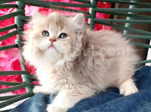 British Longhair Ay11 Erkek