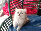 British Shorthair Prenses