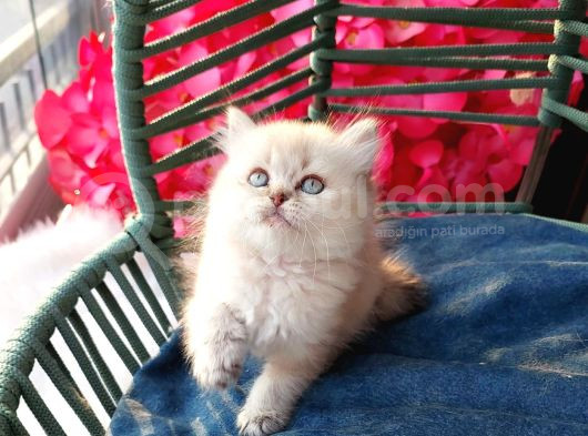 British Shorthair Prenses görsel