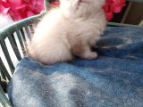British Shorthair Prenses