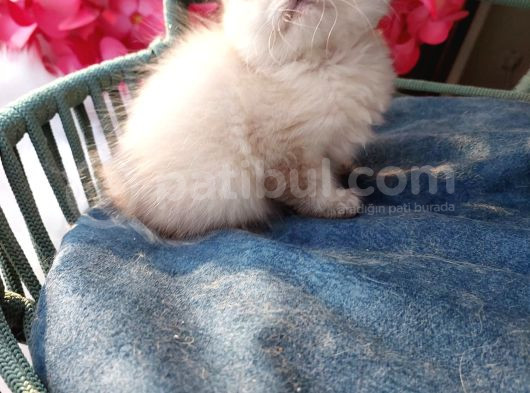 British Shorthair Prenses görsel