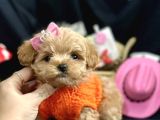 Mini maltipoo yavrular