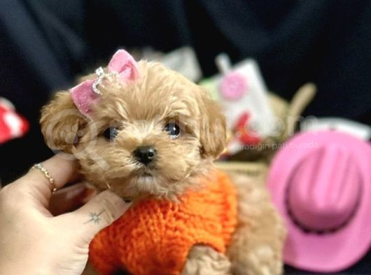 Mini Maltipoo Yavrular