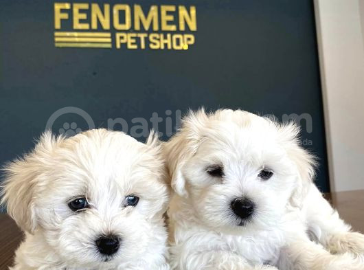 Kar Beyaz Maltese Terrier Yavruları Ankara Mağazamızda Görün