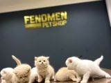 10 Yeni̇ British Shorthair Yavrular Ankara Mağazamizda Görün
