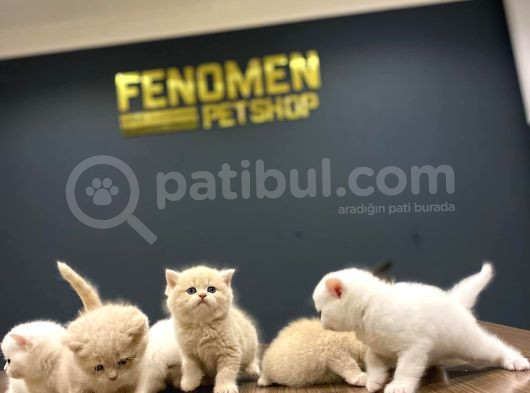 10 Yeni̇ British Shorthair Yavrular Ankara Mağazamizda Görün görsel