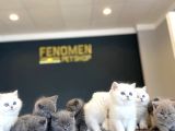 10 Yeni̇ British Shorthair Yavrular Ankara Mağazamizda Görün