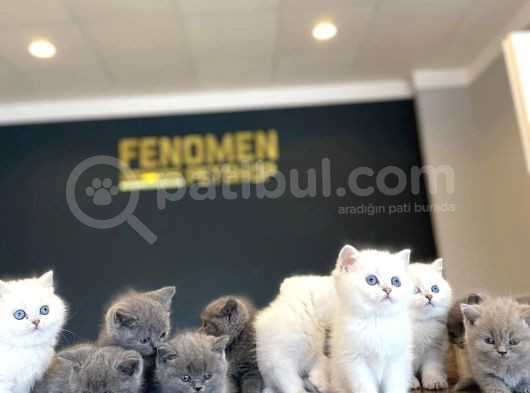 10 Yeni̇ British Shorthair Yavrular Ankara Mağazamizda Görün görsel