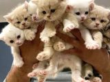 10 Yeni̇ British Shorthair Yavrular Ankara Mağazamizda Görün