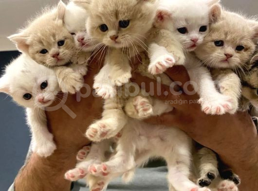 10 Yeni̇ British Shorthair Yavrular Ankara Mağazamizda Görün görsel