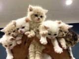 10 Yeni̇ British Shorthair Yavrular Ankara Mağazamizda Görün