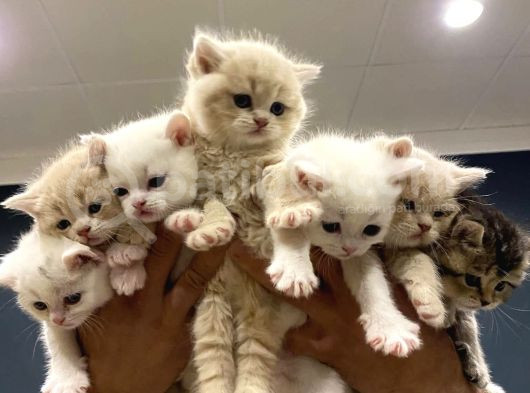 10 Yeni̇ British Shorthair Yavrular Ankara Mağazamizda Görün görsel