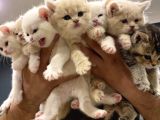 10 Yeni̇ British Shorthair Yavrular Ankara Mağazamizda Görün