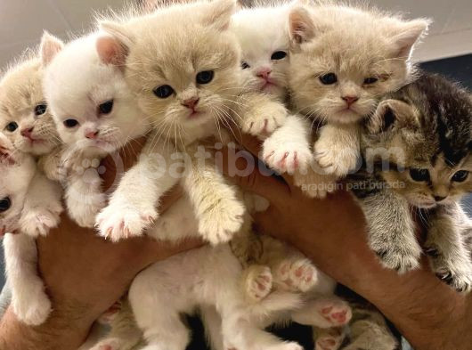 10 Yeni̇ British Shorthair Yavrular Ankara Mağazamizda Görün