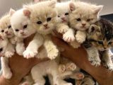 10 Yeni̇ British Shorthair Yavrular Ankara Mağazamizda Görün