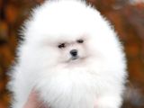 Teddy bear pomeranian boo garantili yavrular karta taksitle