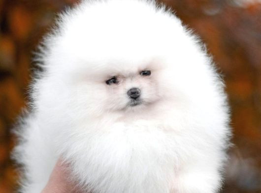 Teddy Bear Pomeranian Boo Garantili Yavrular Karta Taksitle