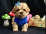 Mini Maltipoo Yavrular