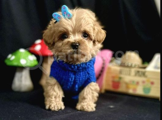 Mini Maltipoo Yavrular görsel