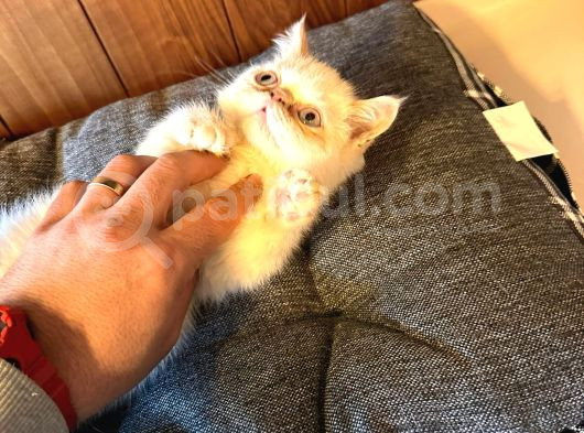55 Günlük Basik Burun Saf Exoti̇c Persi̇an Di̇şi̇ Erkek Yavrular görsel