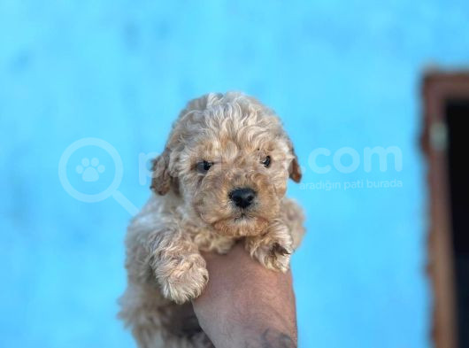 Sağlık Ve Irk Garantili Maltipoo Yavruları görsel