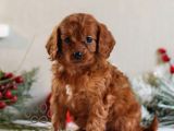 Kıpkırmızı Red tooy poodle sevimli yavrular