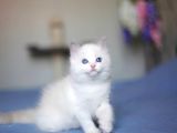 Asaletli Ragdoll