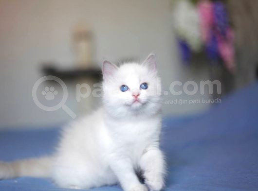 Asaletli Ragdoll görsel