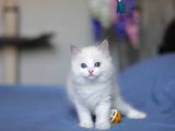 Asaletli Ragdoll