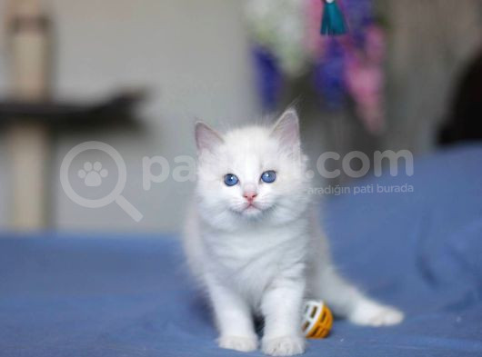 Asaletli Ragdoll görsel