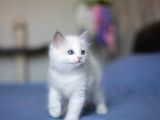 Asaletli Ragdoll