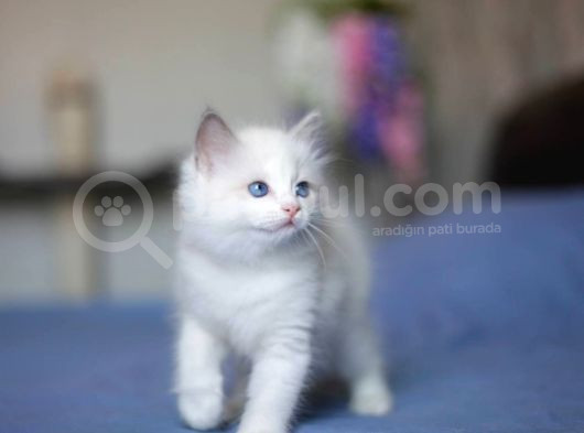 Asaletli Ragdoll