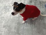 Eğitimli Jack Russell Ares