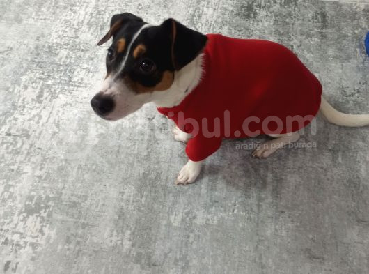 Eğitimli Jack Russell Ares görsel
