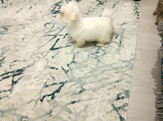 Ev Ortamında Harika Kore Kan Maltes görsel
