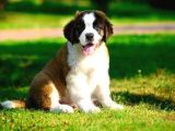 St Bernard Bethowan Yavrular