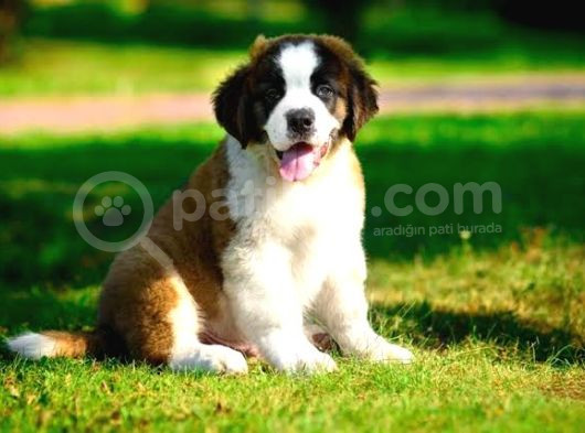 St Bernard Bethowan Yavrular görsel